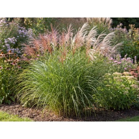 Miscanthus sinensis Gracillimus