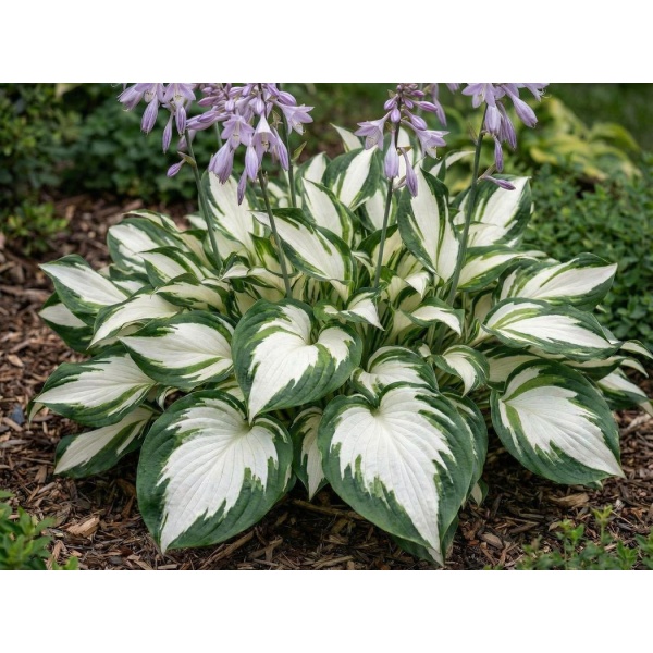 Hosta Fire and Ice