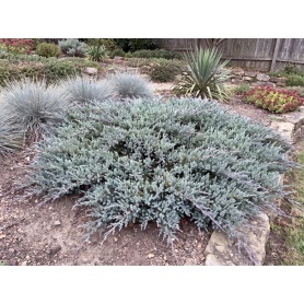 Juniperus horizontalis Blue Chip