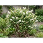 Deutzia lemoinei