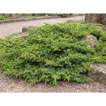 Juniperus communis Green Carpet