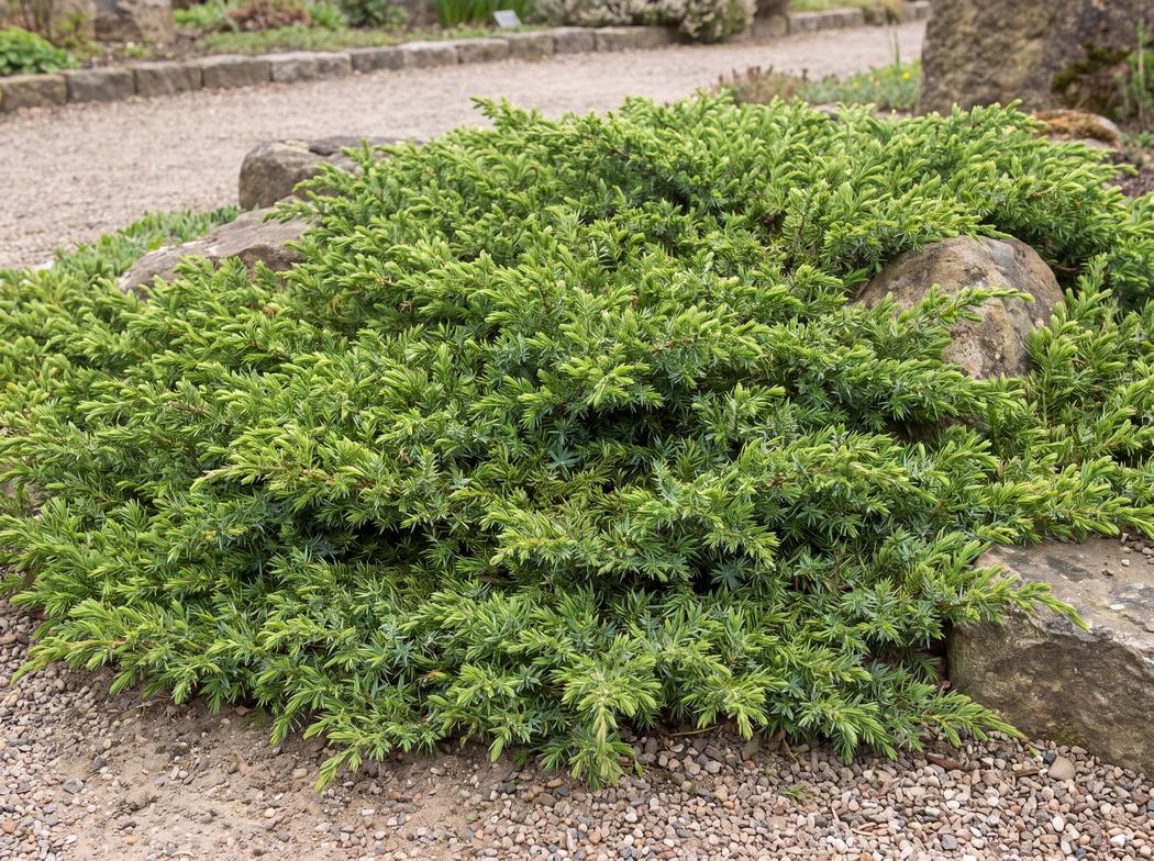 Juniperus communis Green Carpet