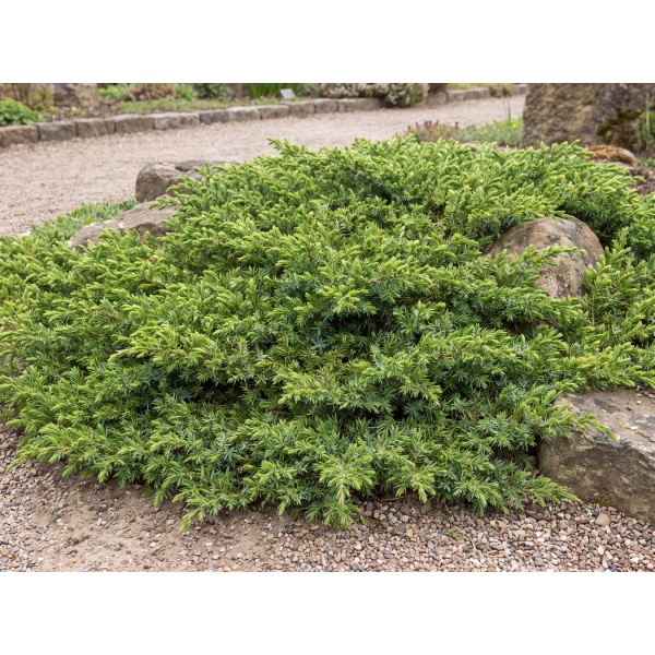 Juniperus communis Green Carpet