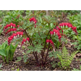Lamprocapnos spectabilis Valentine