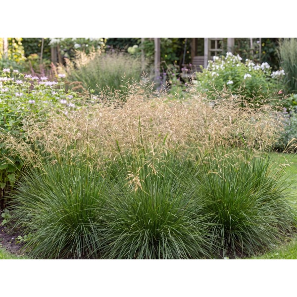 Deschampsia cespitosa Goldtau
