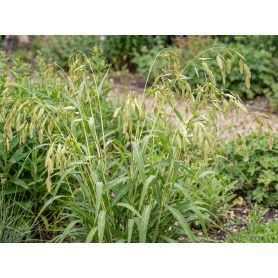Chasmanthium latifolium