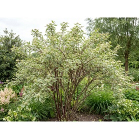 Cornus alba Elegantissima
