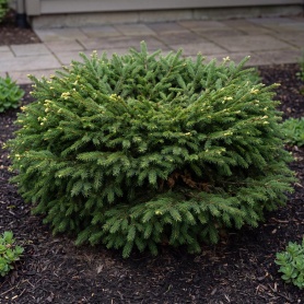Picea abies Nidiformis