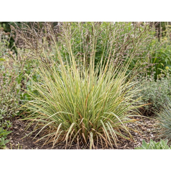 Molinia caerulea subsp. caerulea Variegata