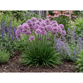 Allium Millenium