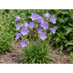 Campanula persicifolia Takion Blue