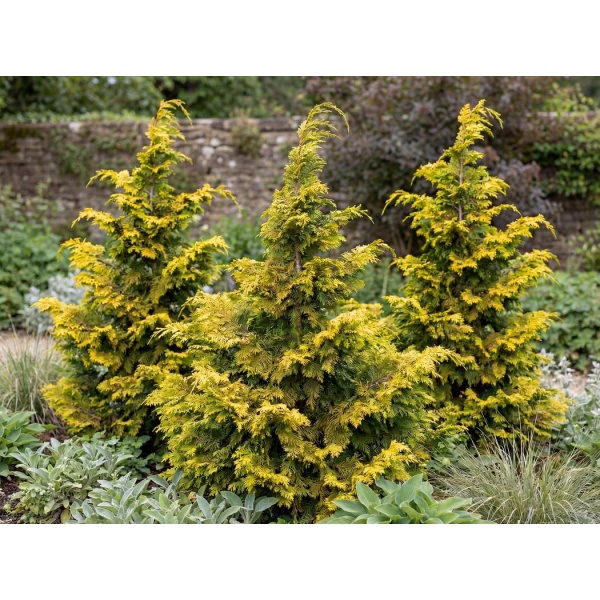 Chamaecyparis obtusa Fernspray Gold