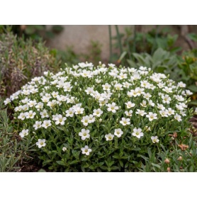 Arenaria montana