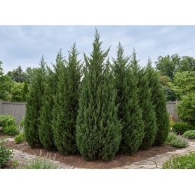 Juniperus chinensis Spartan