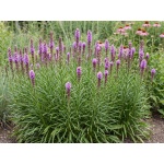 Liatris spicata