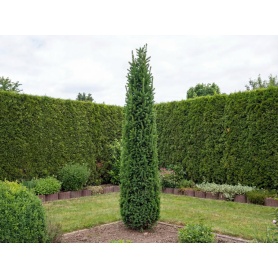 Picea abies Cupressina