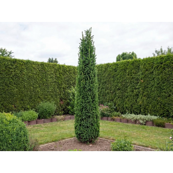 Picea abies Cupressina