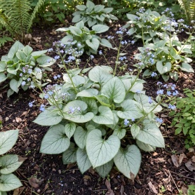 Brunnera macrophylla Looking Glass
