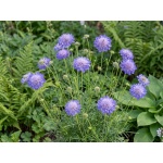 Scabiosa columbaria Butterfly Blue