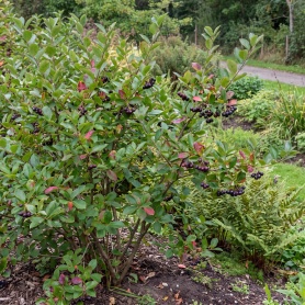 Aronia melanocarpa