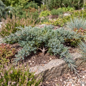 Juniperus procumbens Nana