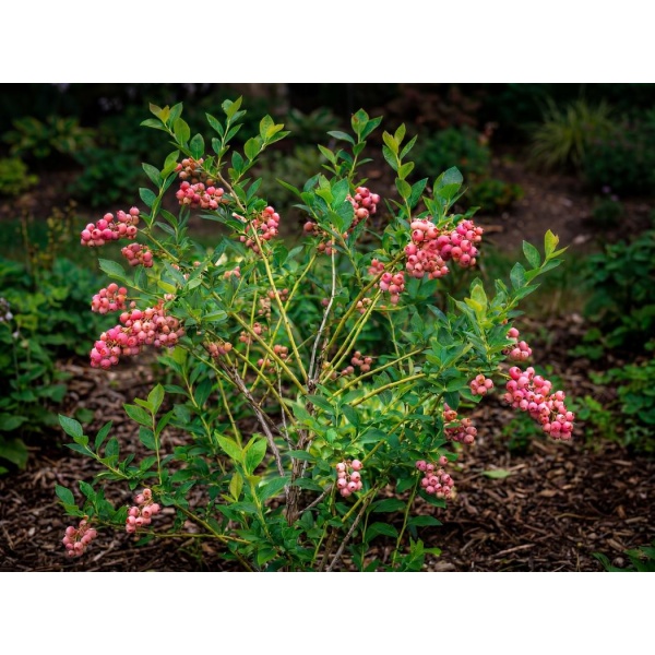 Vaccinium Pink Lemonade