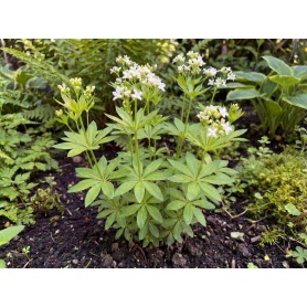Galium odoratum