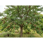 Prunus avium