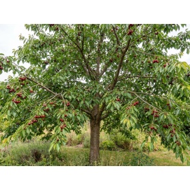 Prunus avium