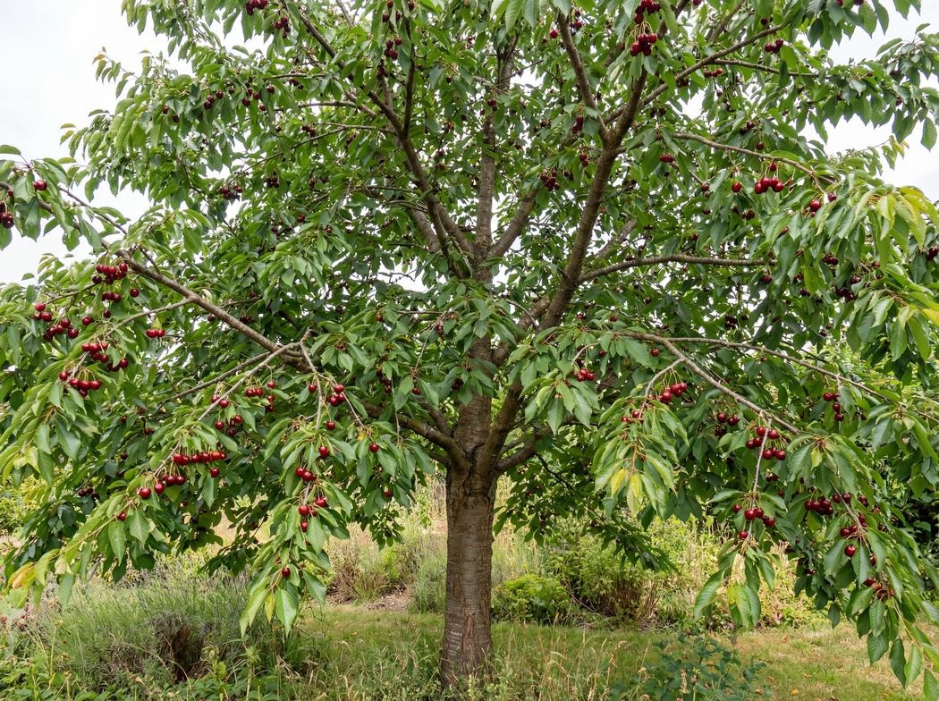 Prunus avium