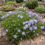 Phlox subulata Emerald Cushion Blue