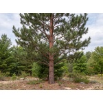 Pinus resinosa