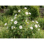 Rosa rugosa Alba