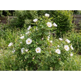 Rosa rugosa Alba