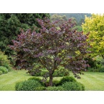 Cercis canadensis Forest Pansy