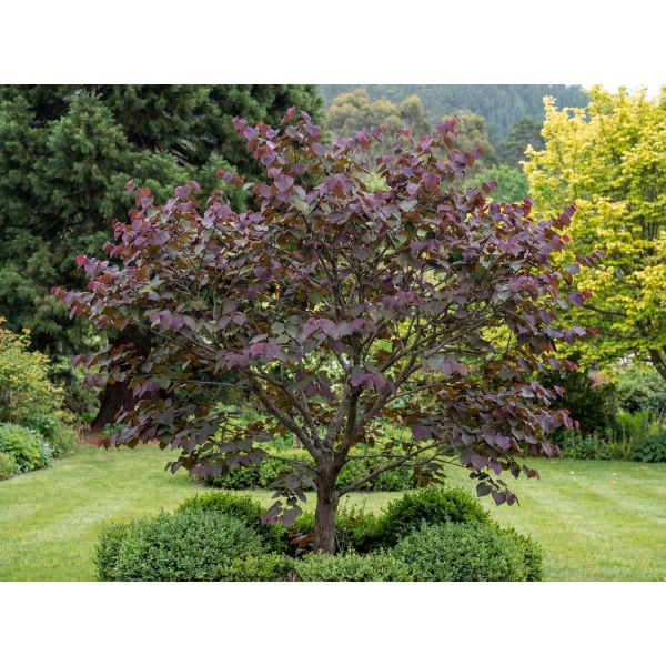 Cercis canadensis Forest Pansy