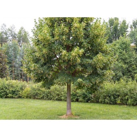 Tilia cordata Greenspire