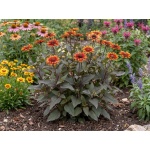 Heliopsis helianthoides var. scabra Luna Roja