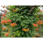 Campsis radicans