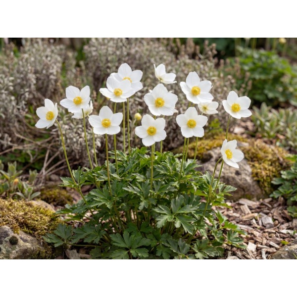Anemone sylvestris
