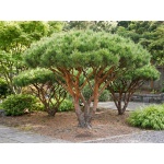 Pinus densiflora Umbraculifera