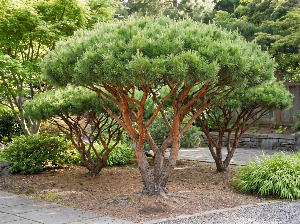 Pinus densiflora Umbraculifera