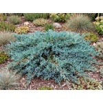Juniperus Conferta Blue Pacific