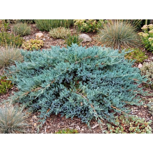 Juniperus Conferta Blue Pacific