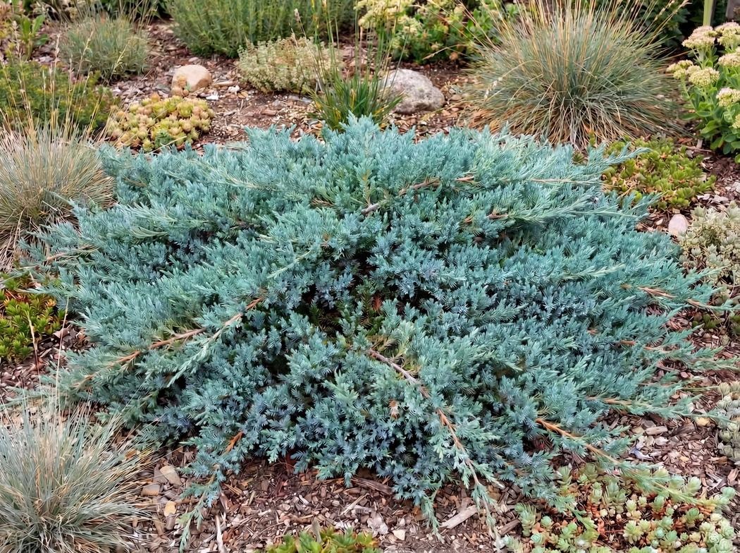 Juniperus Conferta Blue Pacific