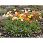 Papaver nudicaule Gartenzwerg Group