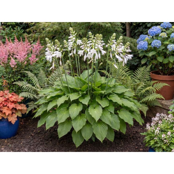 Hosta Royal Standard