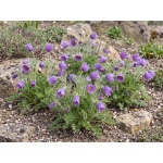 Pulsatilla vulgaris