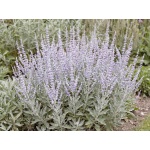 Salvia yangii Little Spire