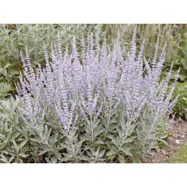 Salvia yangii Little Spire